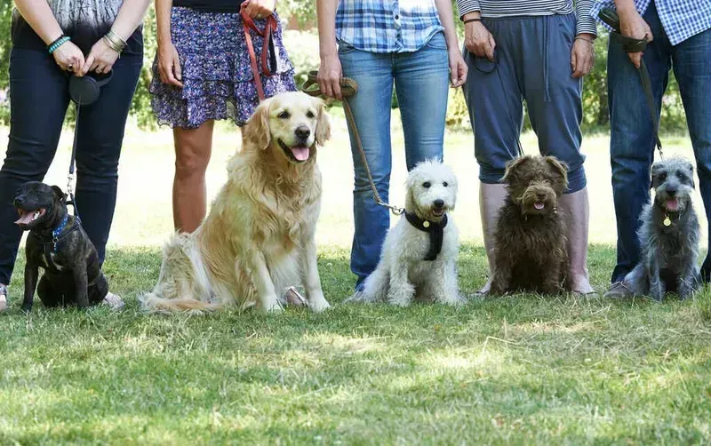 Always Faithful Dog Training