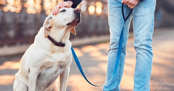 Fetch! Pet Care
